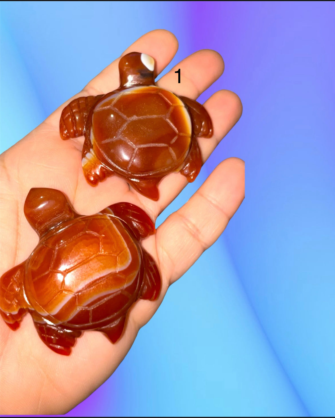 Carnelian sea turtles